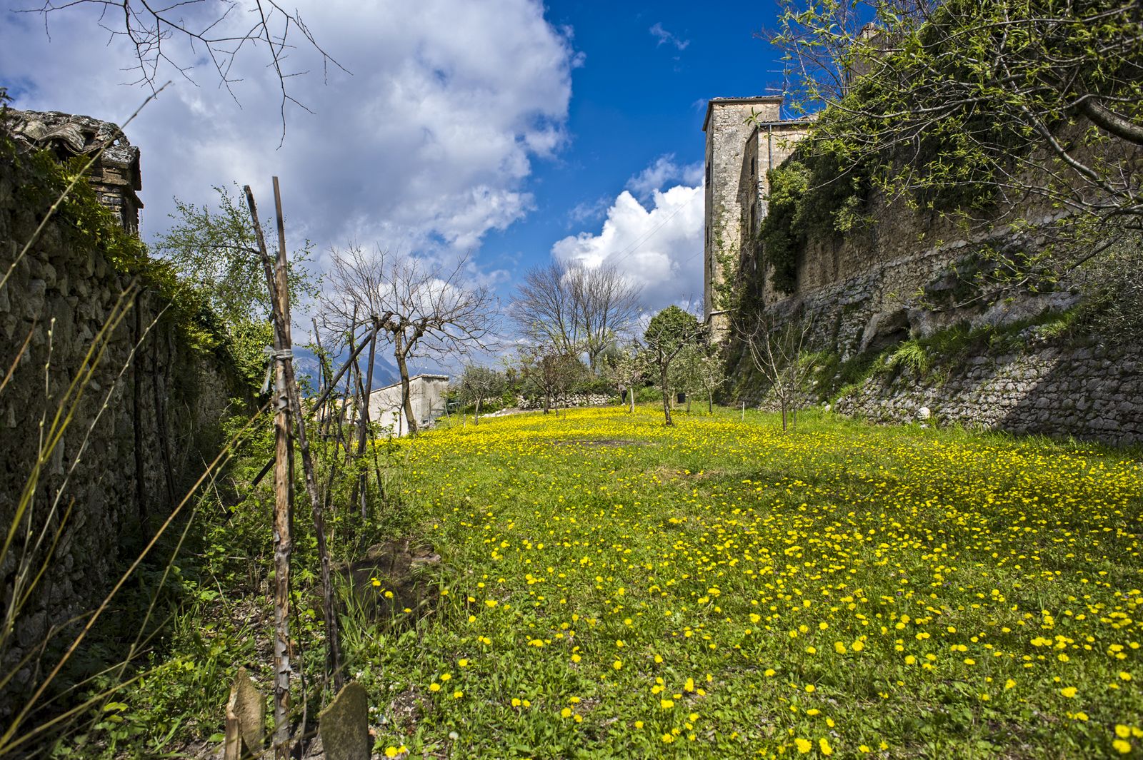 Prato fiorito del frutteto