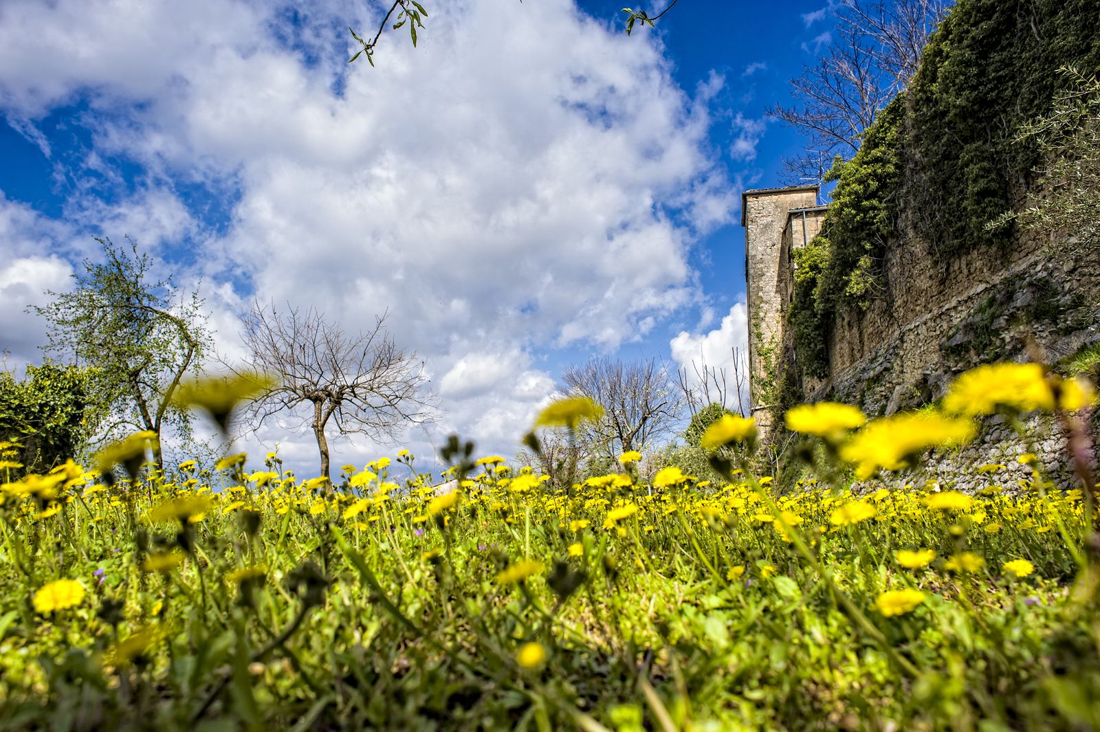 Prato fiorito del frutteto